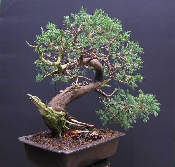 juniper bonsai